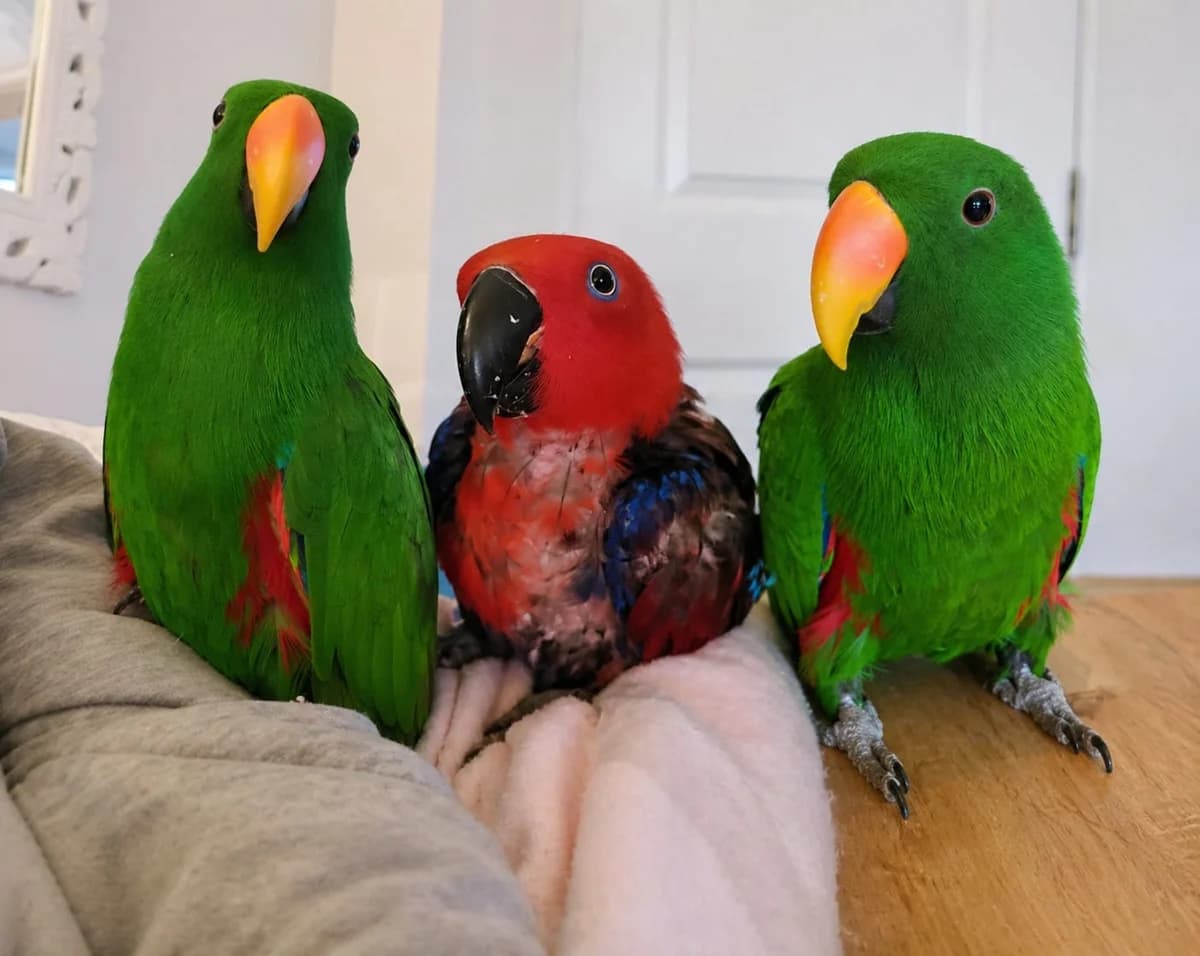 Zanthea, Milo, Loki, female mixed breed for adoption at Problem Parrots