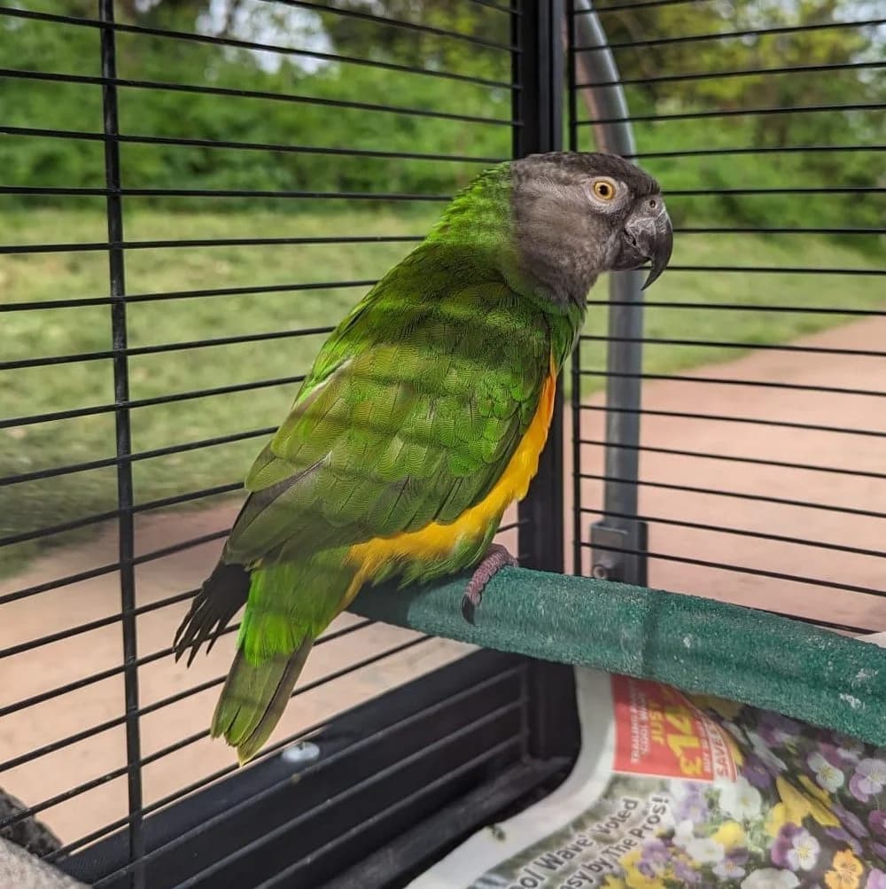 Joey, female senior mixed breed for adoption at Problem Parrots