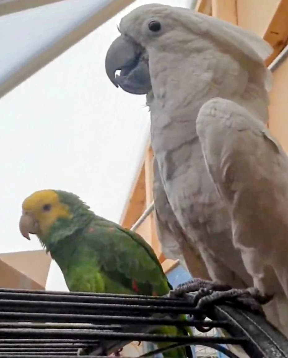 Noah & Percy, female mixed breed for adoption at Problem Parrots