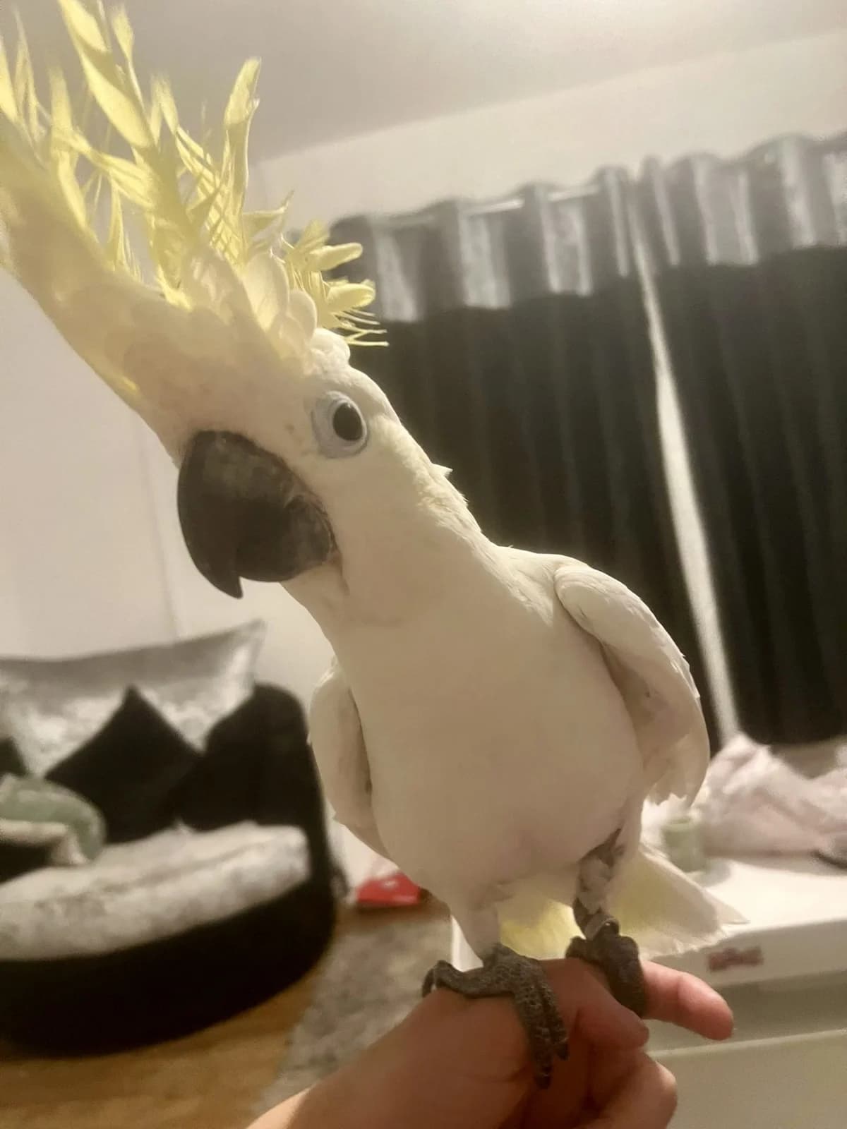 Kalico, female mixed breed for adoption at Problem Parrots