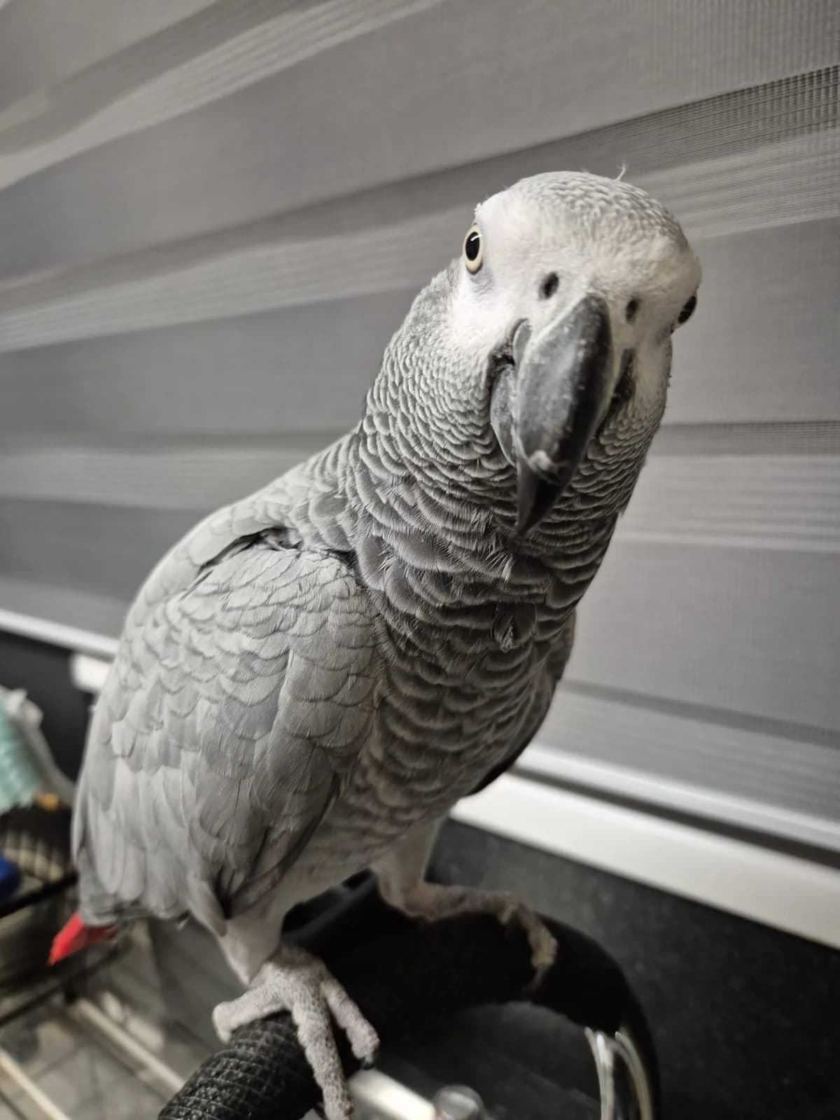 Nina,  (Problem Parrots)