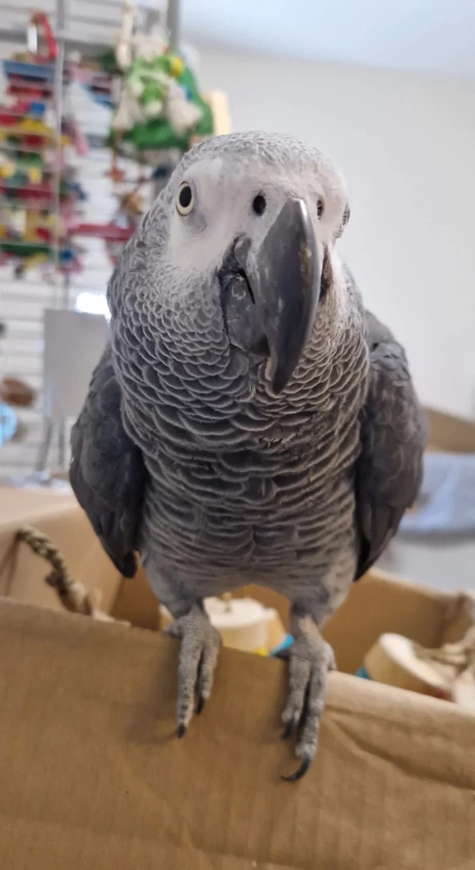 Charlie,  (Problem Parrots)