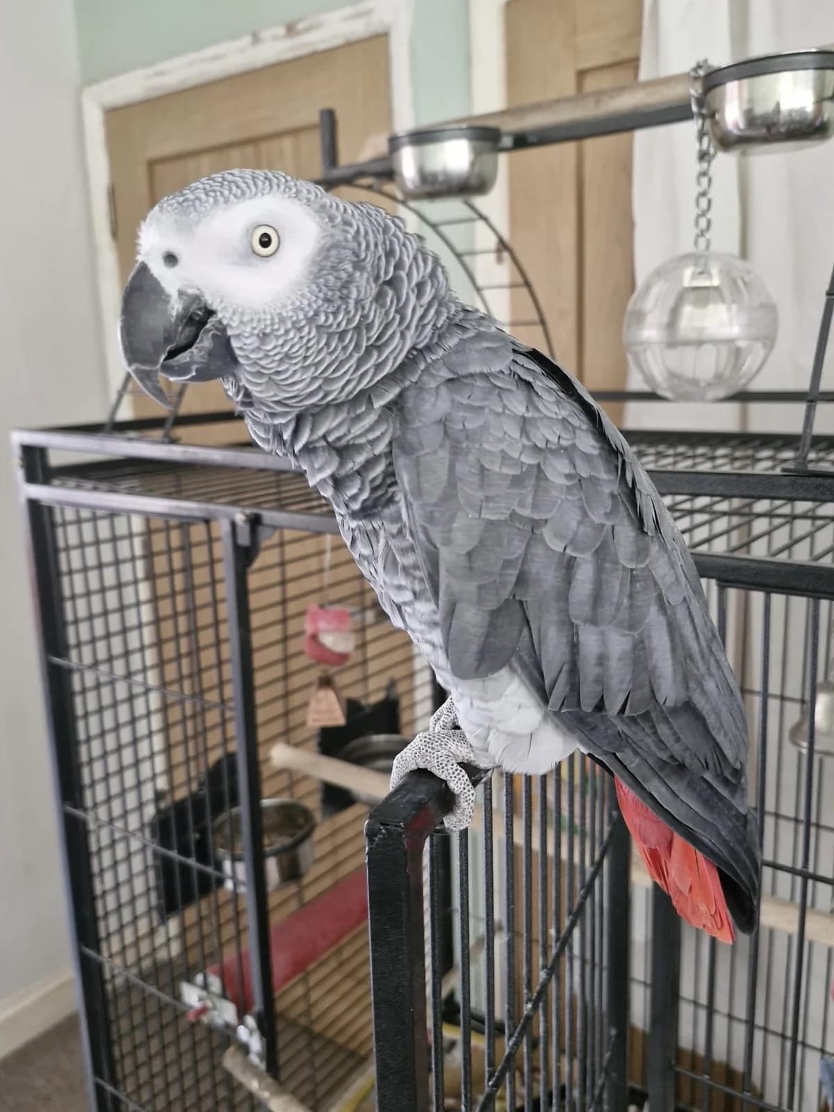 Jasper, male senior mixed breed for adoption at Problem Parrots