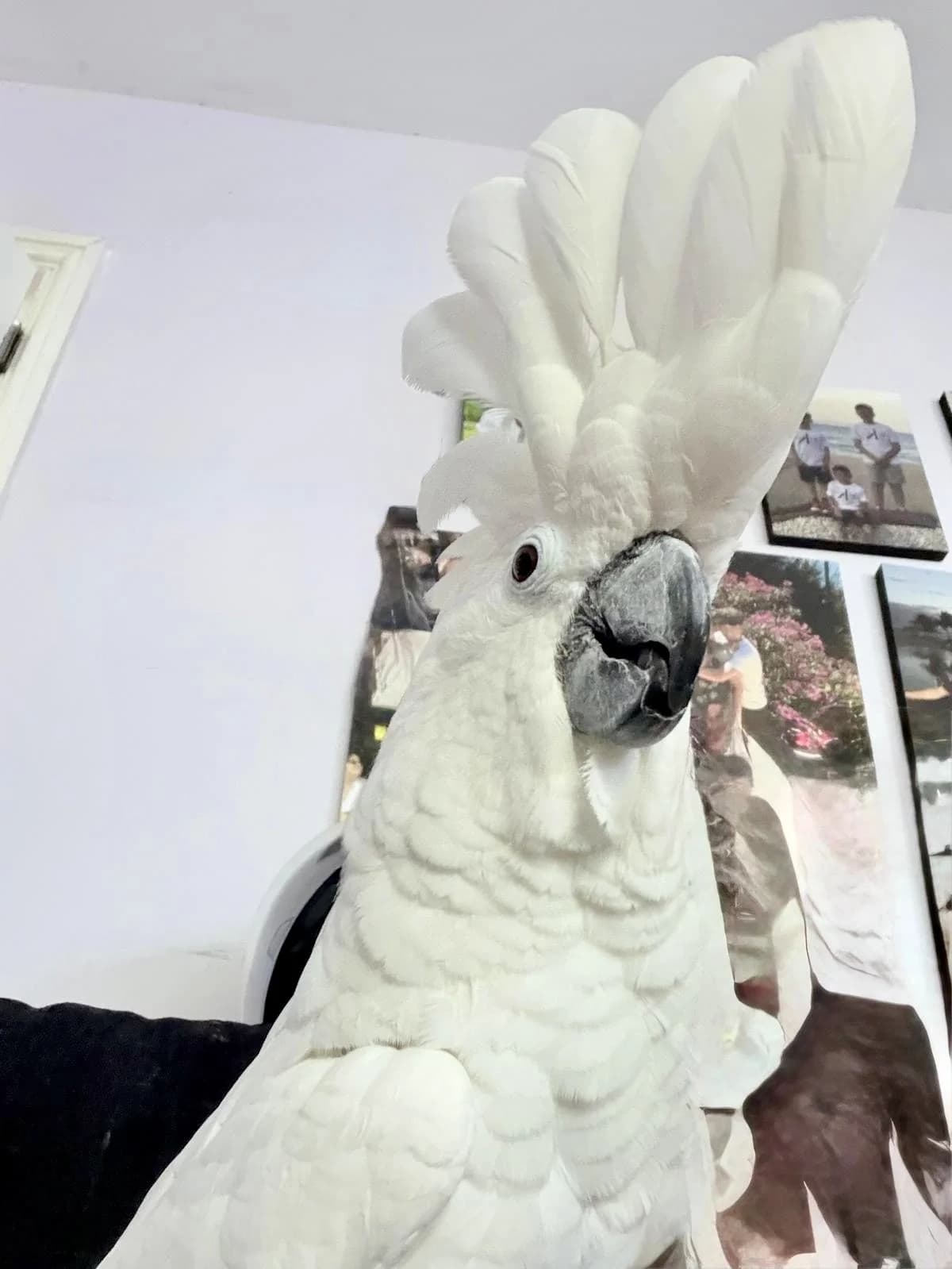 Onion, female mixed breed for adoption at Problem Parrots