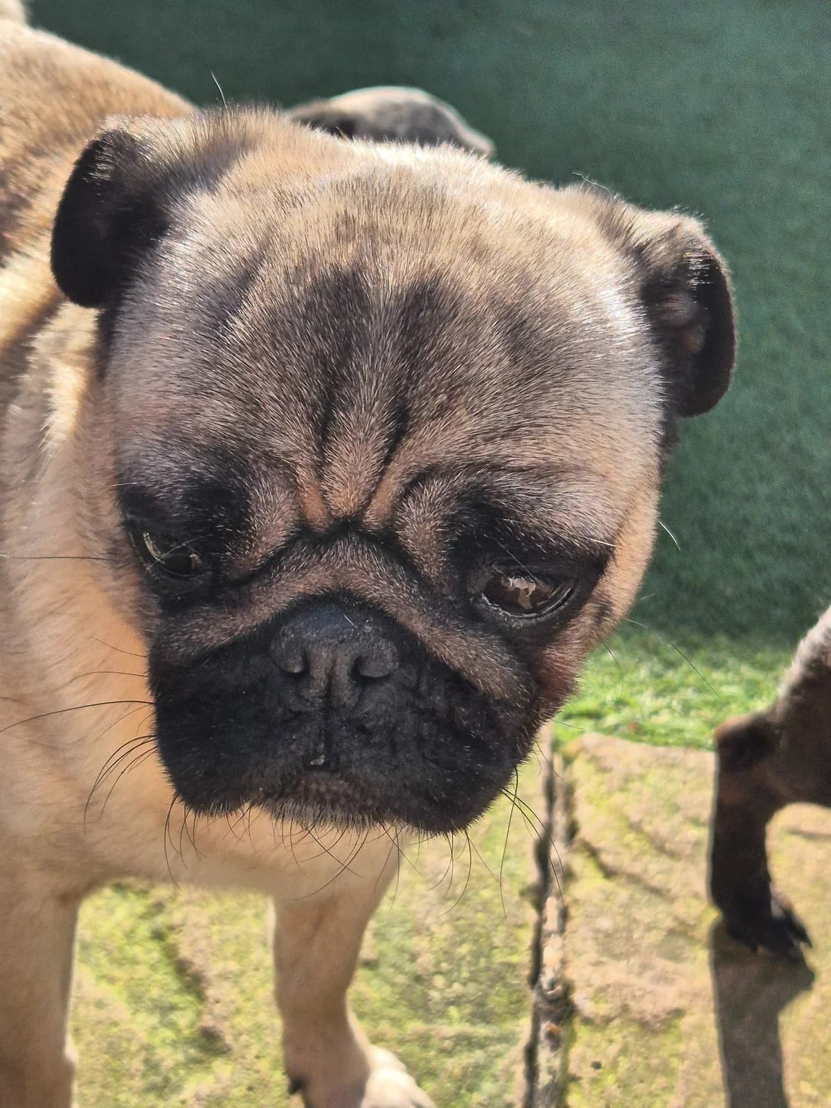 Sasha, Pug (Pug Haven Lincoln)