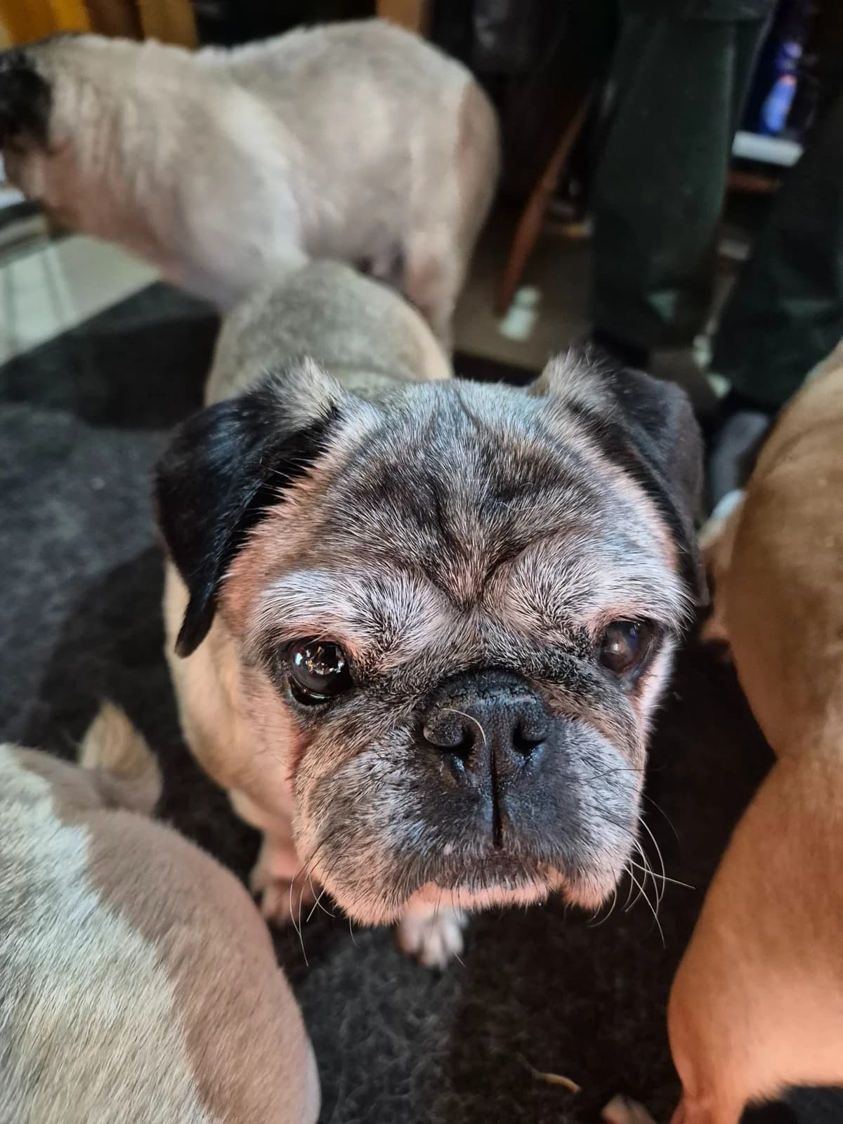 Sasha, female senior Pug for adoption at Pug Haven Lincoln