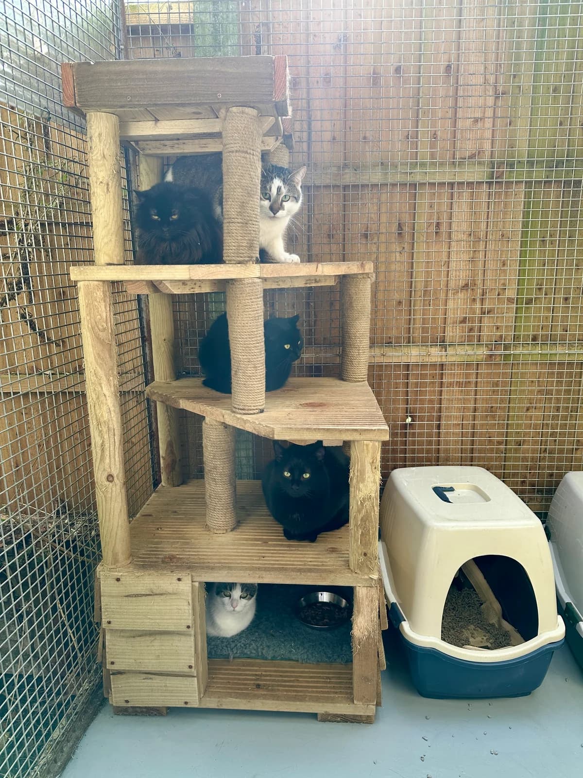 Feral cats, male Mixed Breed for adoption at Pussycat Lodge