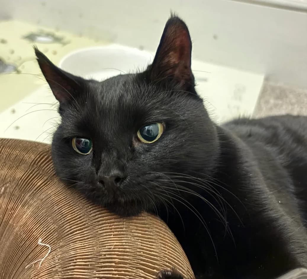 Sooty, female 4yo Mixed Breed for adoption at Pussycat Lodge