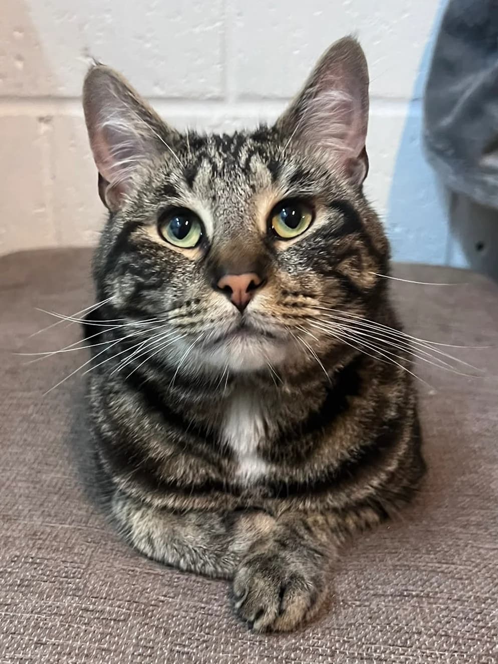 Teddy, female 3yo Mixed Breed for adoption at Pussycat Lodge