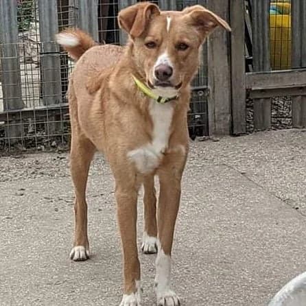 Rufus, red/white male 5yo Mixed Breed for adoption at RADAR Rescue, Darfield