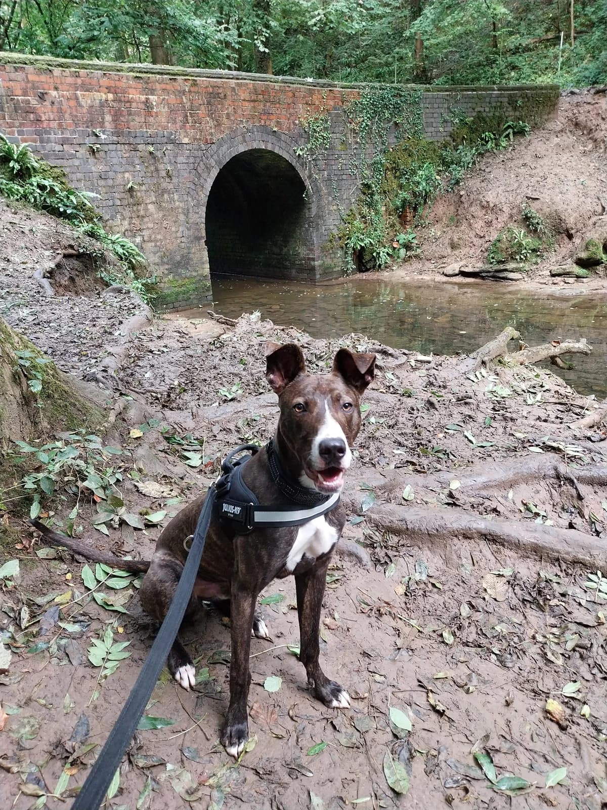 Sonny, brindle/dark brown male puppy Mixed Breed for adoption at RADAR Rescue, Darfield