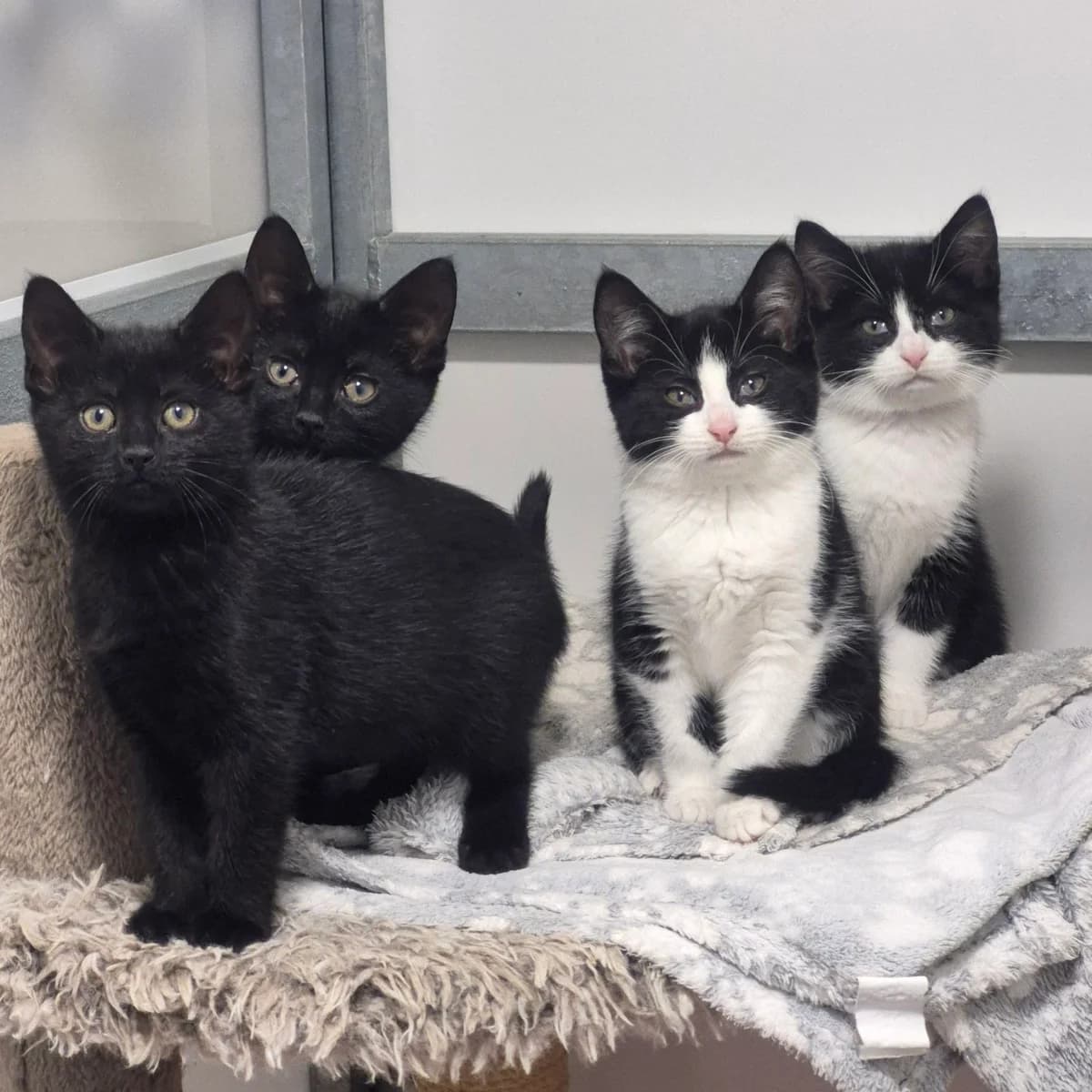 Kittens, female Mixed Breed Cat for adoption at Rain Rescue
