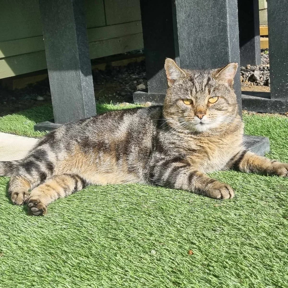 Farm/Stable Cats, female mixed breed for adoption at Rain Rescue