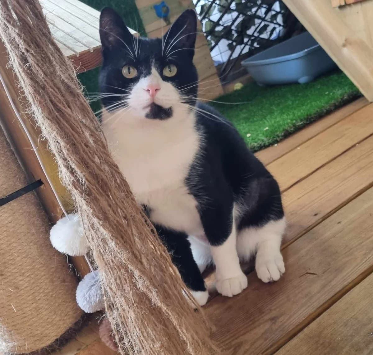 Pudding, male Mixed Breed Cat for adoption at Rain Rescue