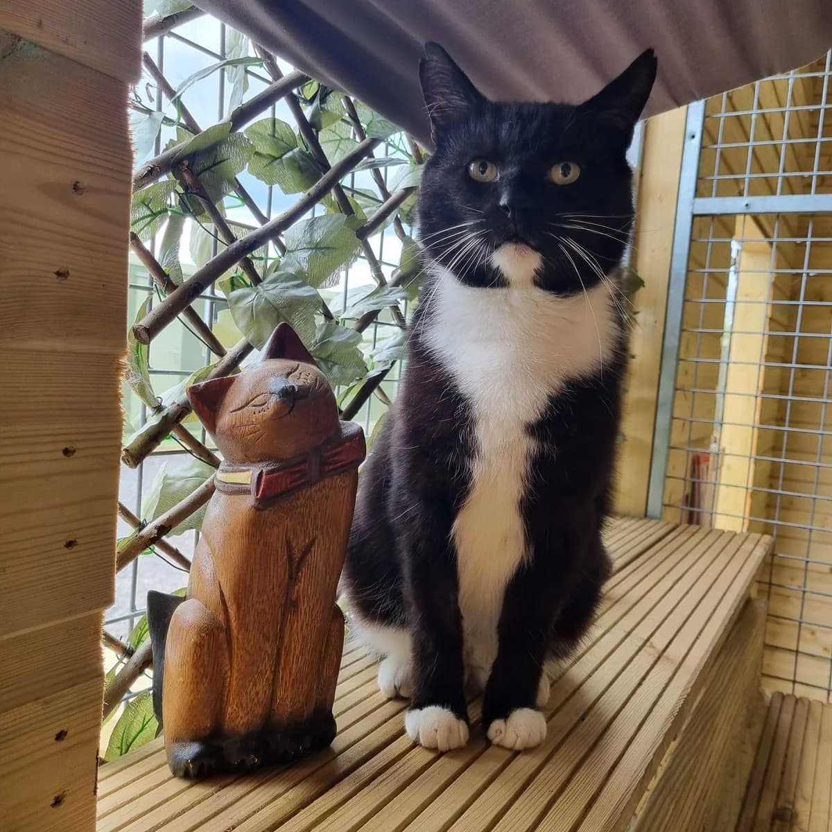 Chunk, male Mixed Breed Cat for adoption at Rain Rescue