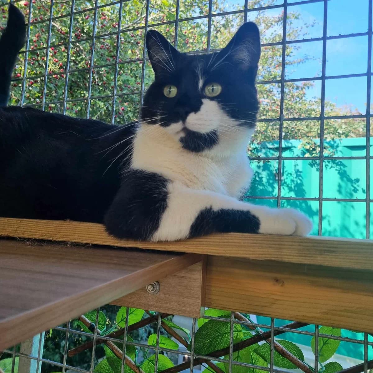 Doug, male Mixed Breed Cat for adoption at Rain Rescue