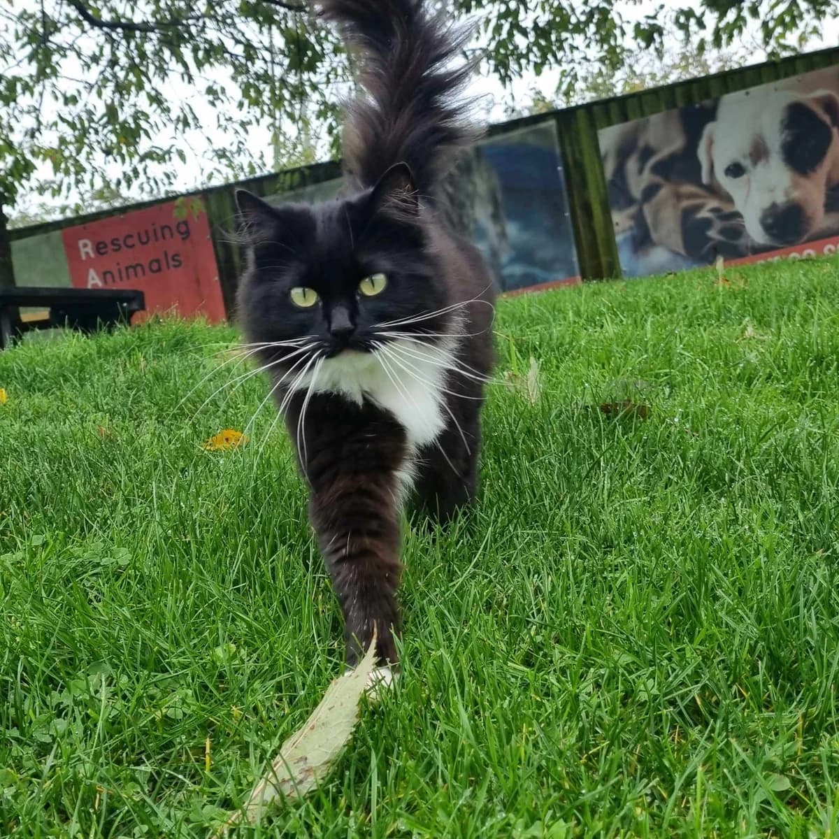 Dotty, female Mixed Breed Cat for adoption at Rain Rescue