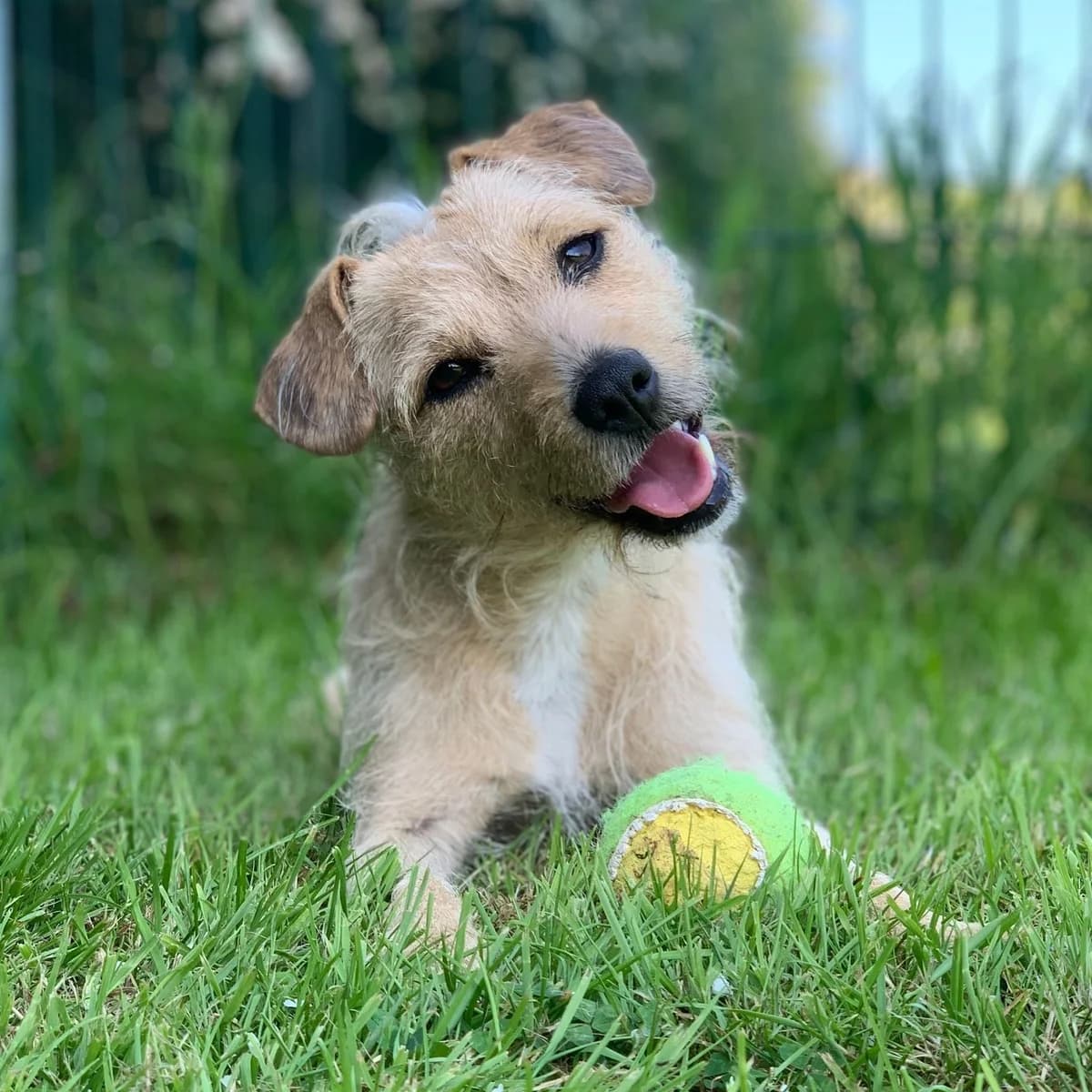 Minnie – Patterjack, female mixed breed for adoption at Rain Rescue