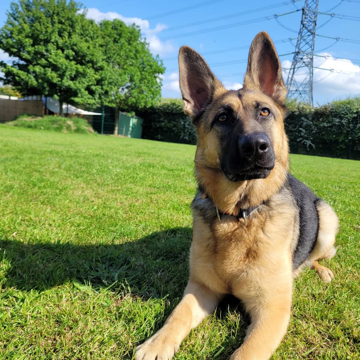 Luna – Lovely GSD, female mixed breed for adoption at Rain Rescue