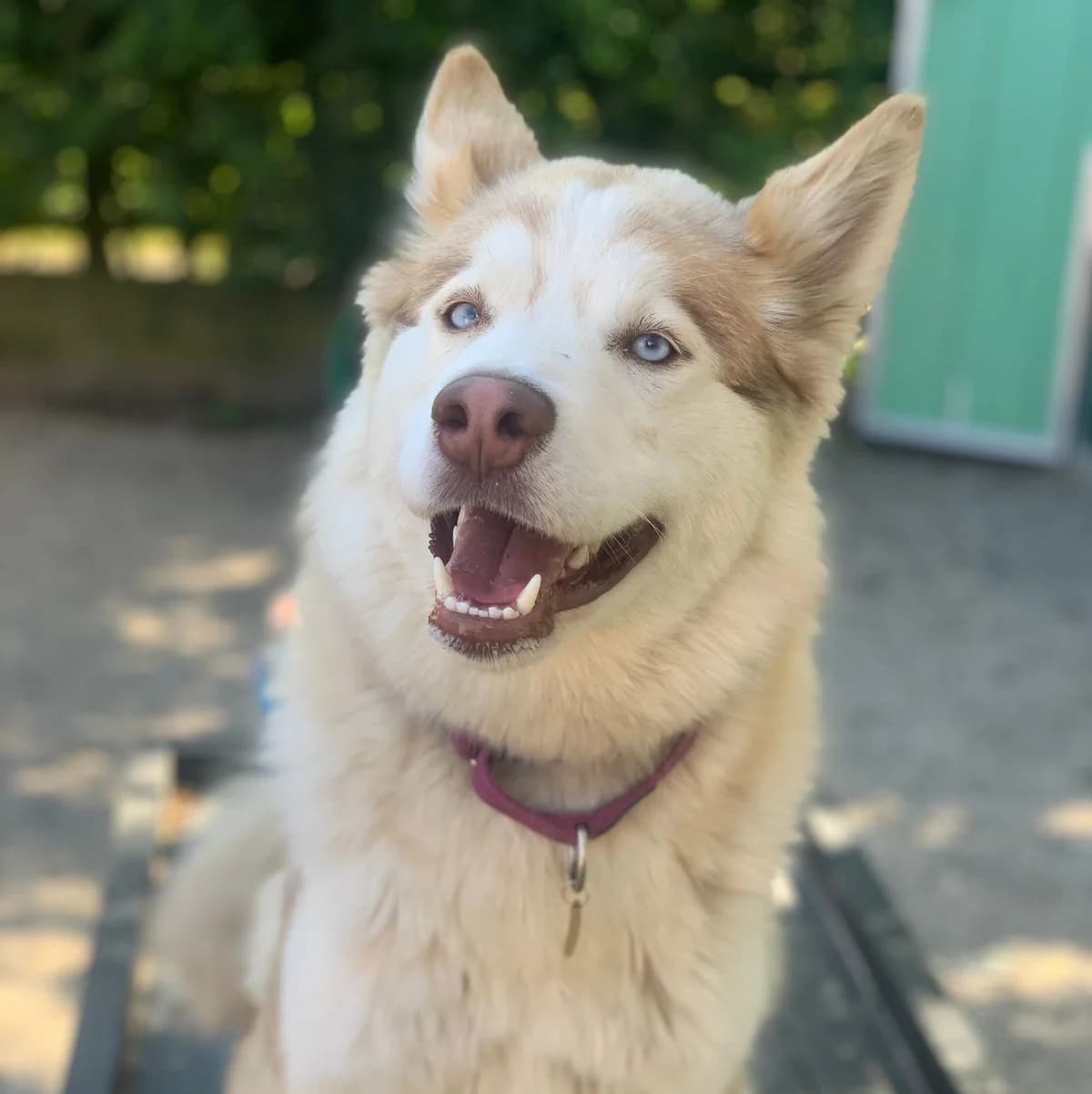 Leah – Husky, female Husky for adoption at Rain Rescue