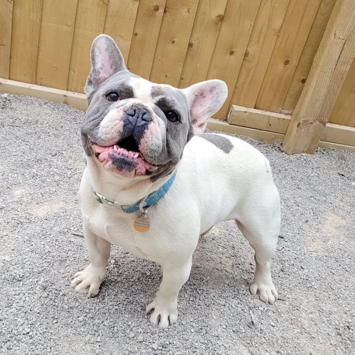 Tyson – French Bulldog, male English Bulldog for adoption at Rain Rescue
