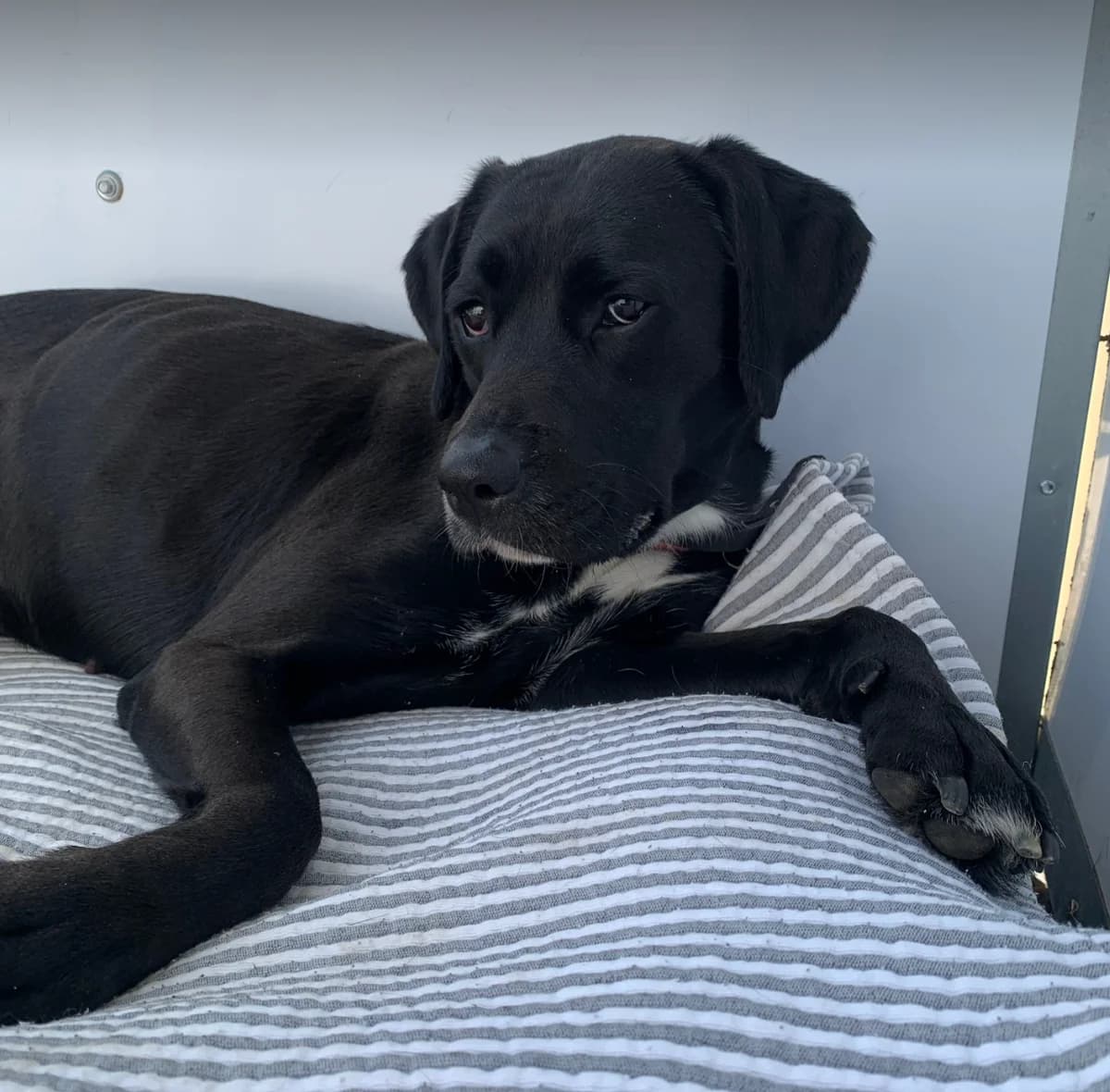 Rosie – Scared and Sweet, female Mixed Breed for adoption at Rain Rescue