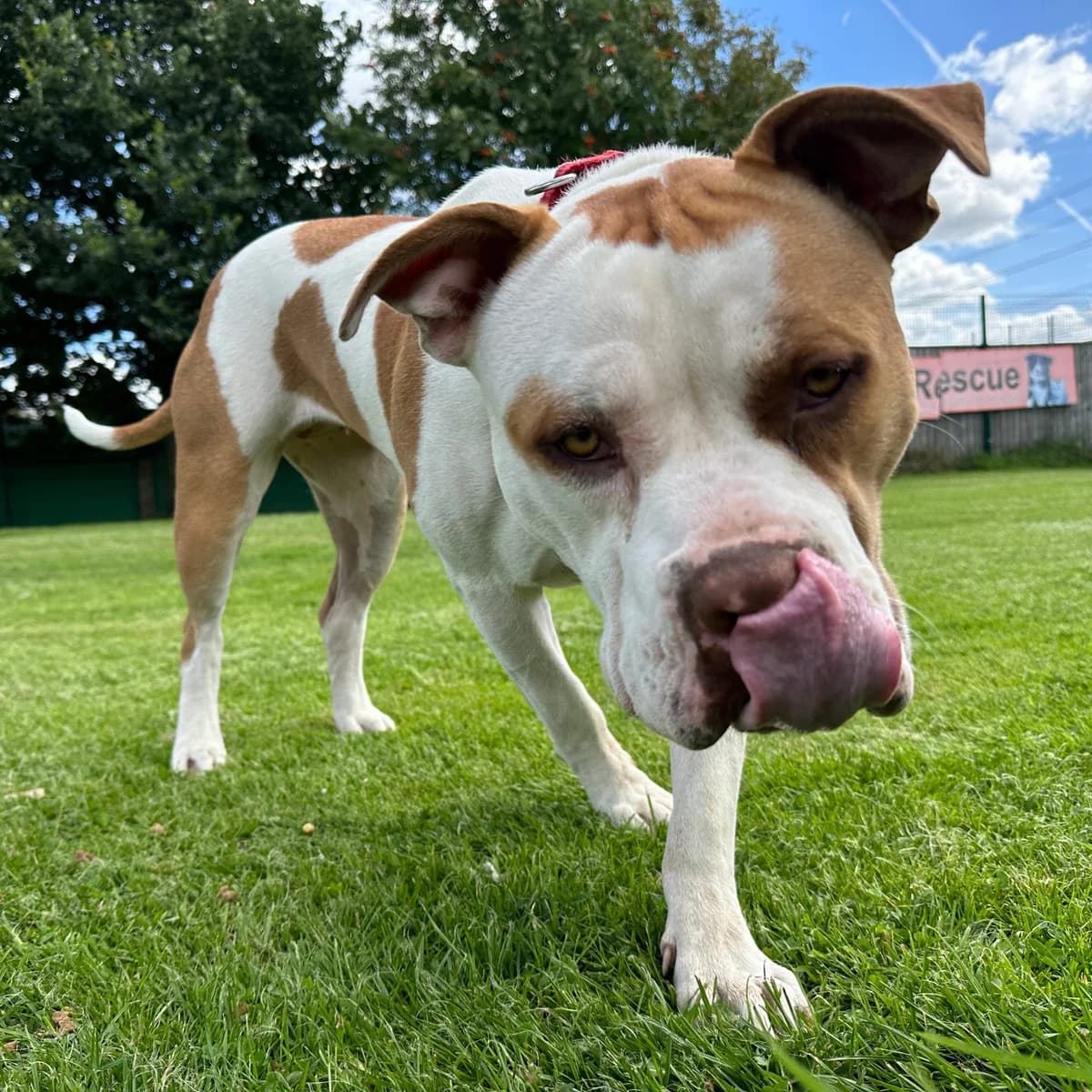 Marvellous Molly, female English Bulldog for adoption at Rain Rescue