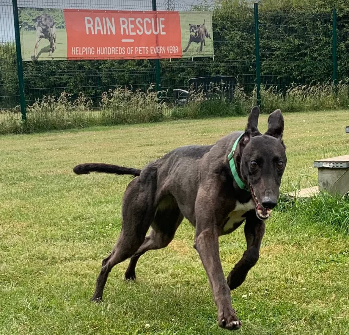 Penny – Greyhound, female Greyhound for adoption at Rain Rescue