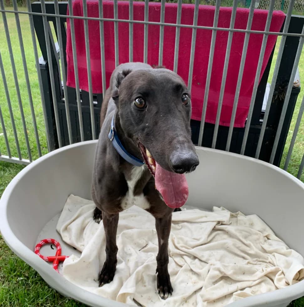 Pluto – Greyhound, male Greyhound for adoption at Rain Rescue