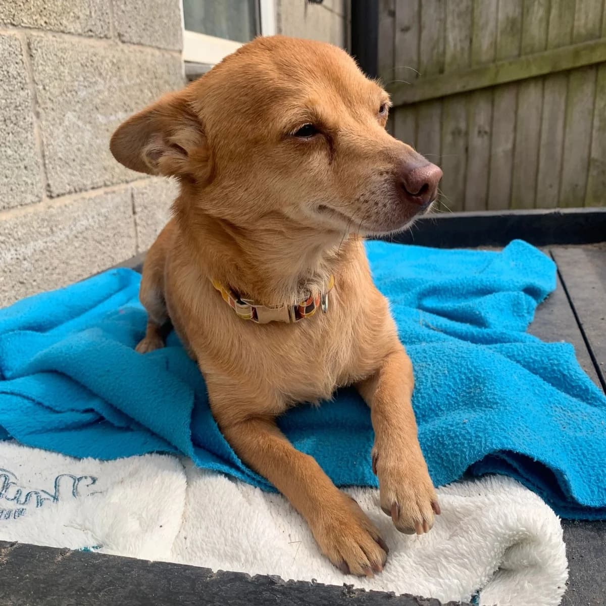 Chico – Affectionate gent (5 yrs), male Chihuahua for adoption at Rain Rescue