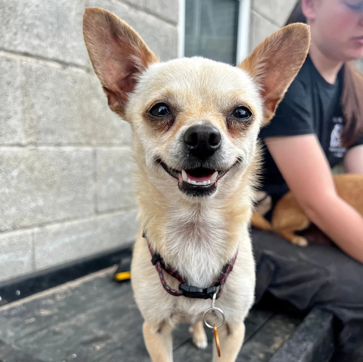 Clover- Characterful (3 yrs), female puppy Chihuahua for adoption at Rain Rescue