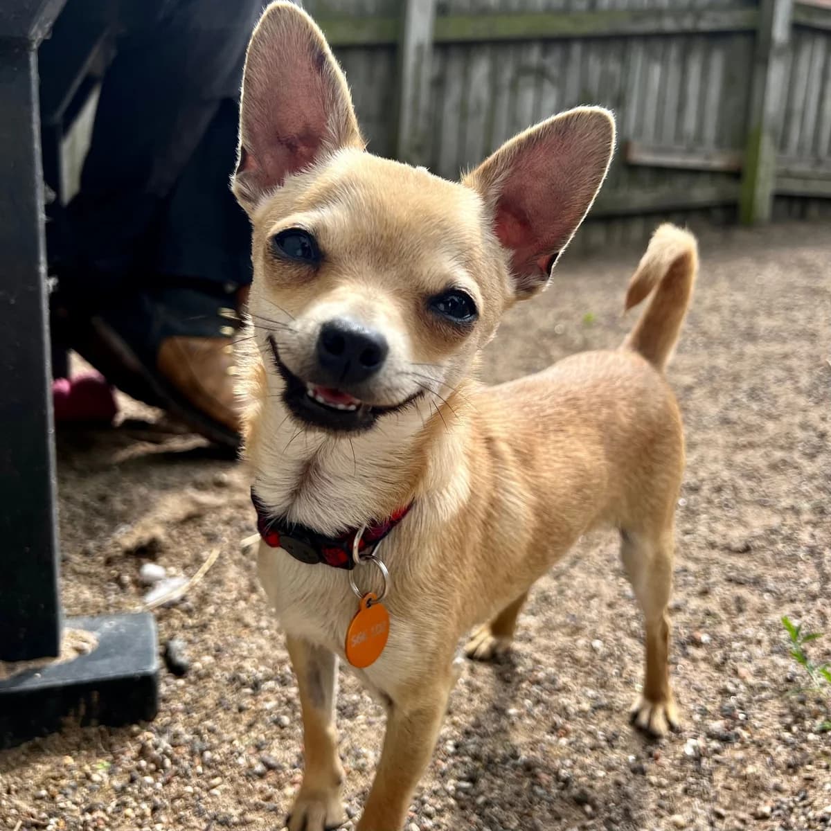 Chip – Shy boy (7 months), male Chihuahua for adoption at Rain Rescue
