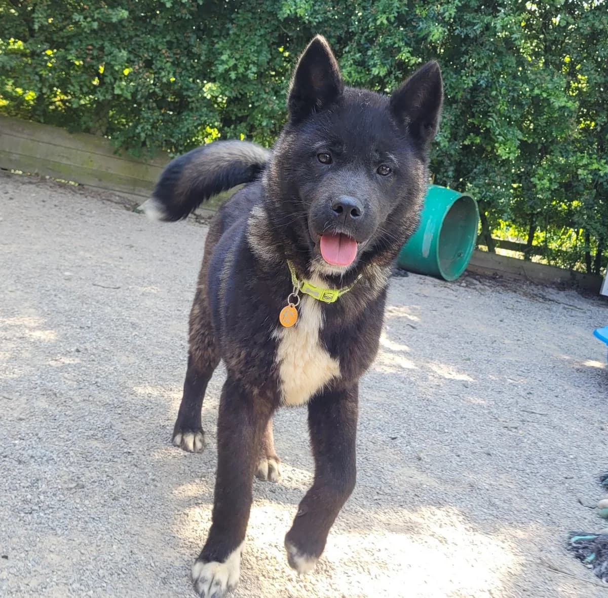 Benny – Akita, male puppy Akita for adoption at Rain Rescue