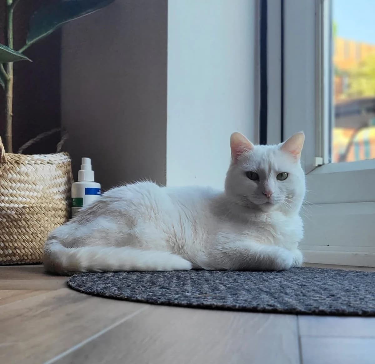 Pearl, female Mixed Breed Cat for adoption at Rain Rescue