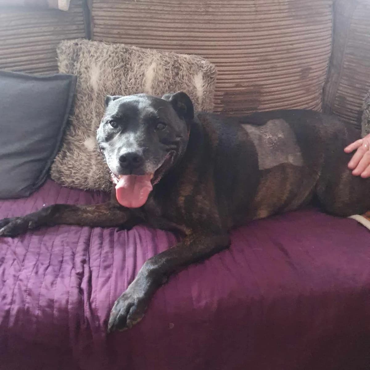 Darling Diego, male Staffordshire Bull Terrier for adoption at Rain Rescue