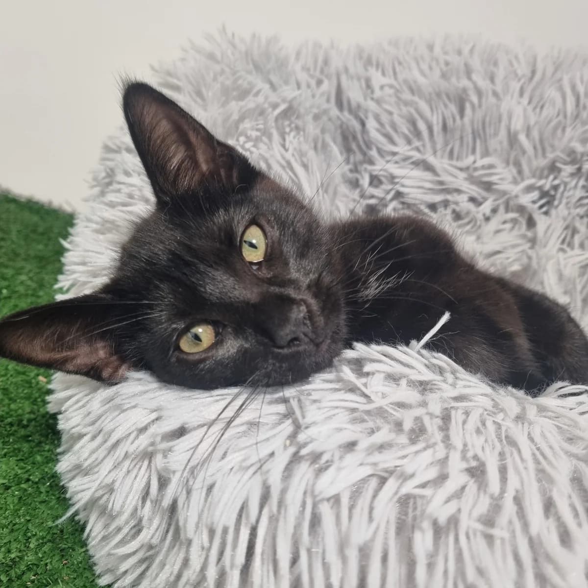 Selena, female Mixed Breed Cat for adoption at Rain Rescue