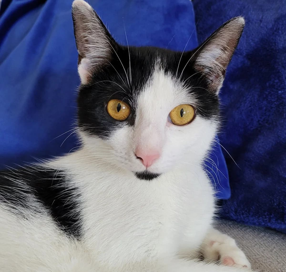 Bonnie, female Mixed Breed Cat for adoption at Rain Rescue