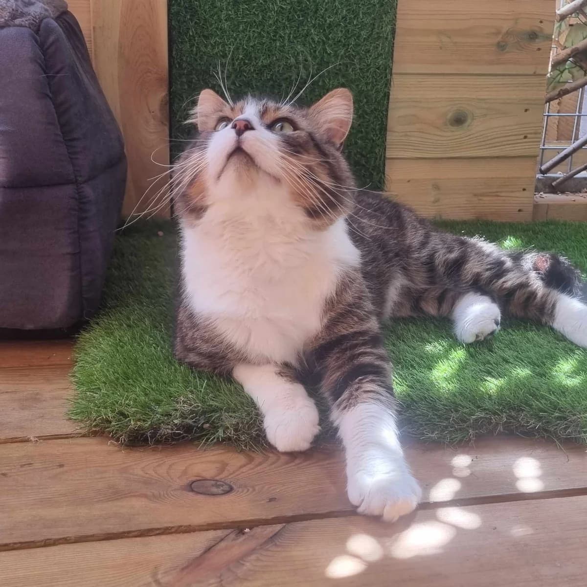 Benjamin, male mixed breed for adoption at Rain Rescue