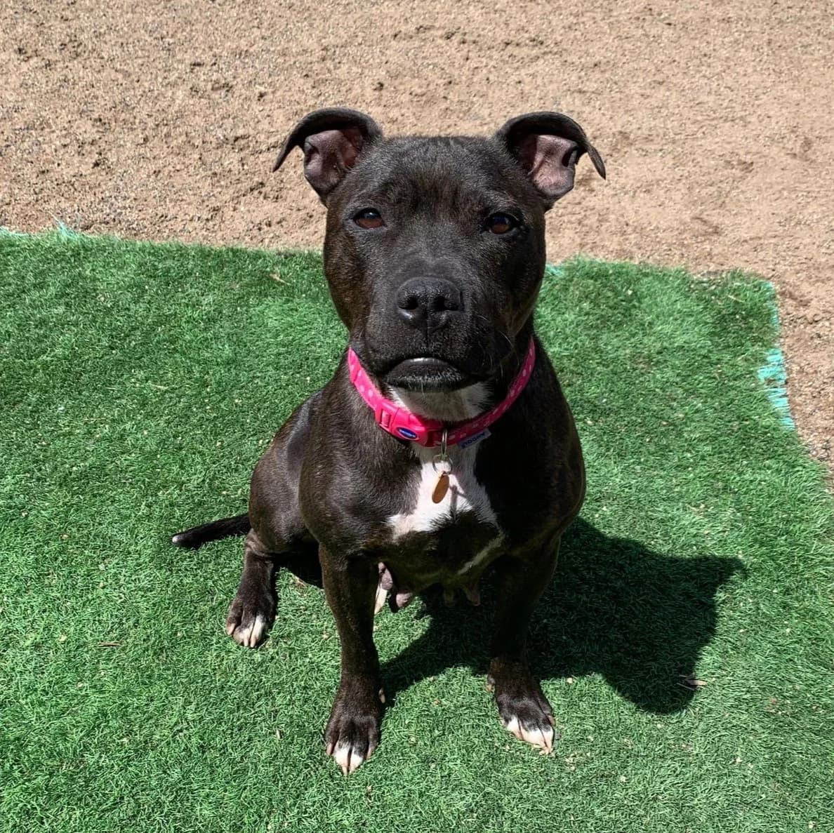 April – Staffordshire Bull Terrier, female Staffordshire Bull Terrier for adoption at Rain Rescue