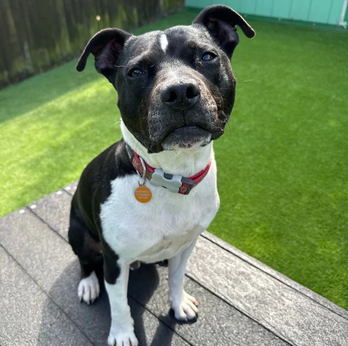 Bono – Staffordshire Bull Terrier, male Staffordshire Bull Terrier for adoption at Rain Rescue