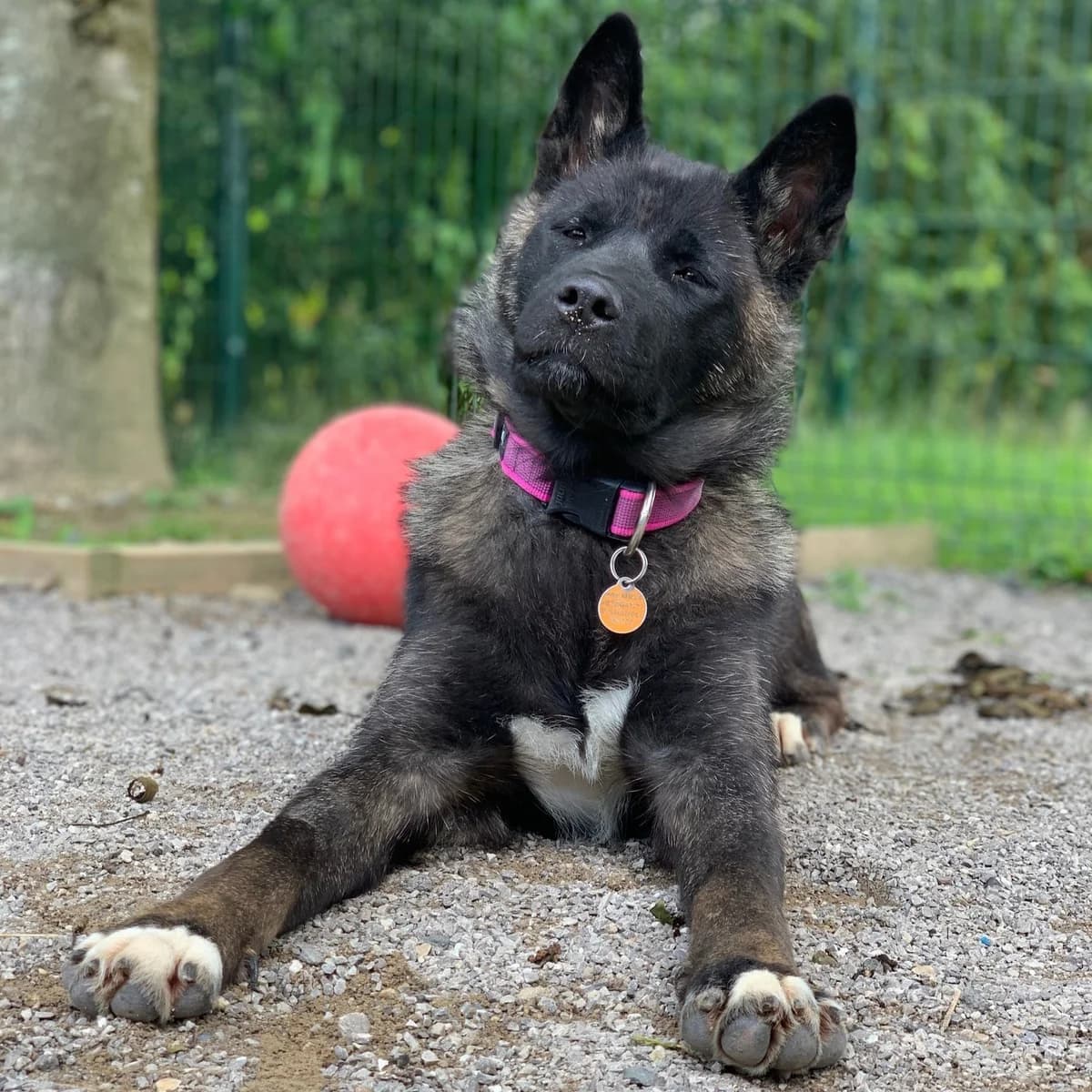 Gorgeous Grace, female Akita for adoption at Rain Rescue