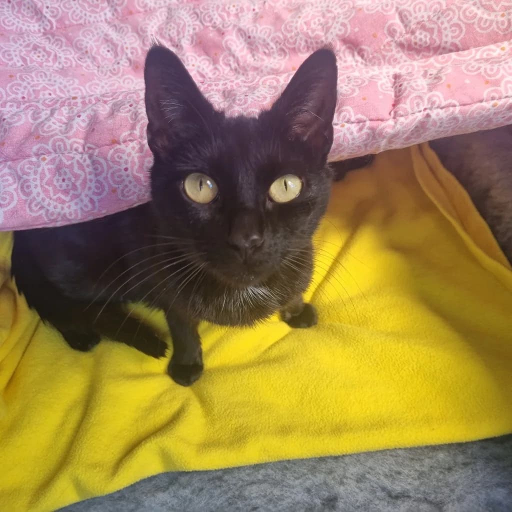 Brie, female puppy Mixed Breed Cat for adoption at Rain Rescue