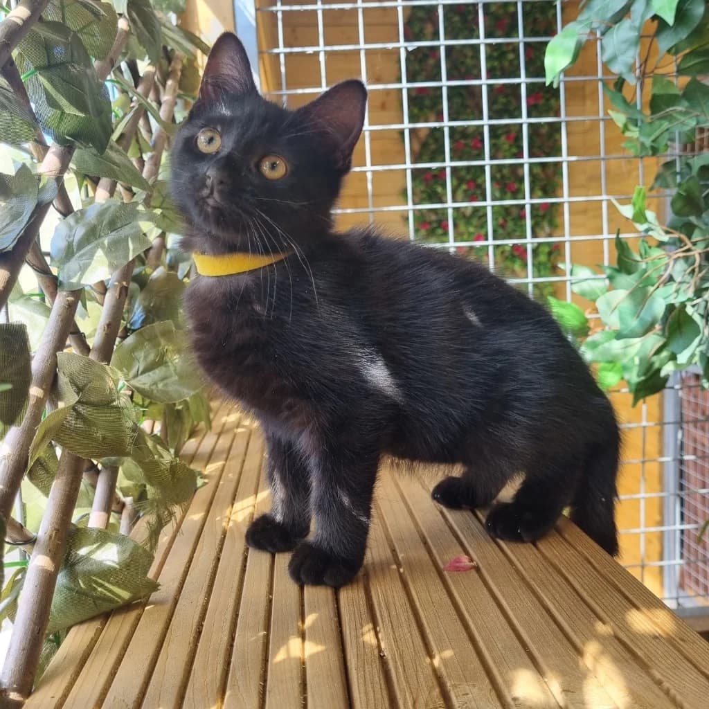 Spring, female puppy Mixed Breed Cat for adoption at Rain Rescue