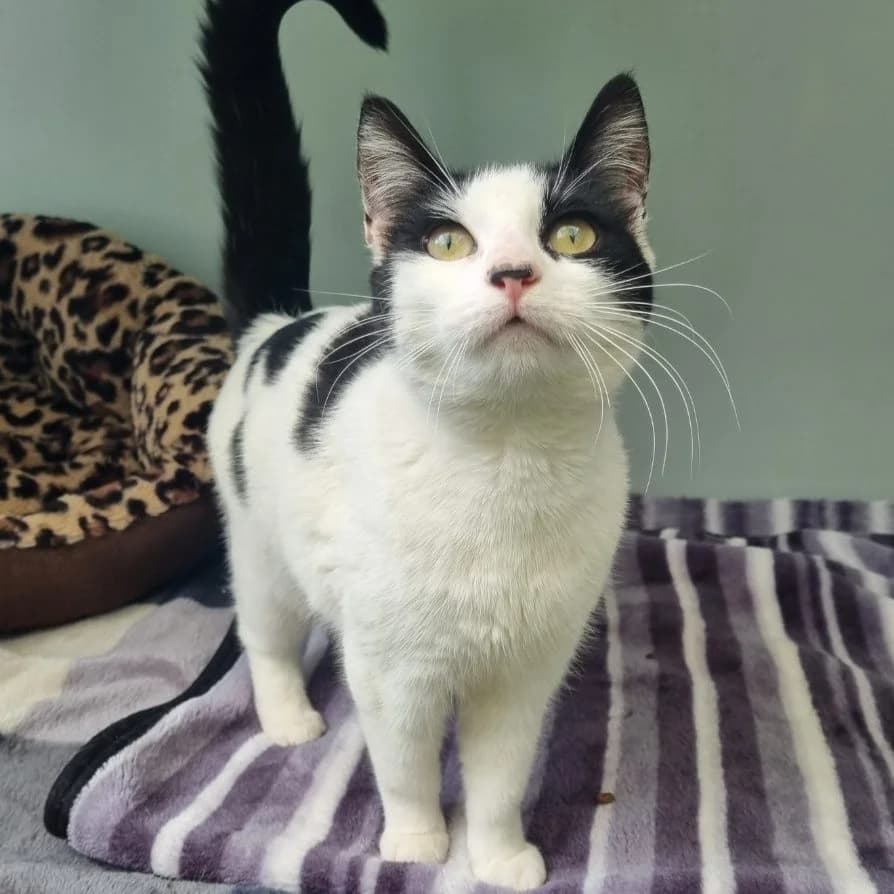 Daisy, female young Mixed Breed Cat for adoption at Rain Rescue