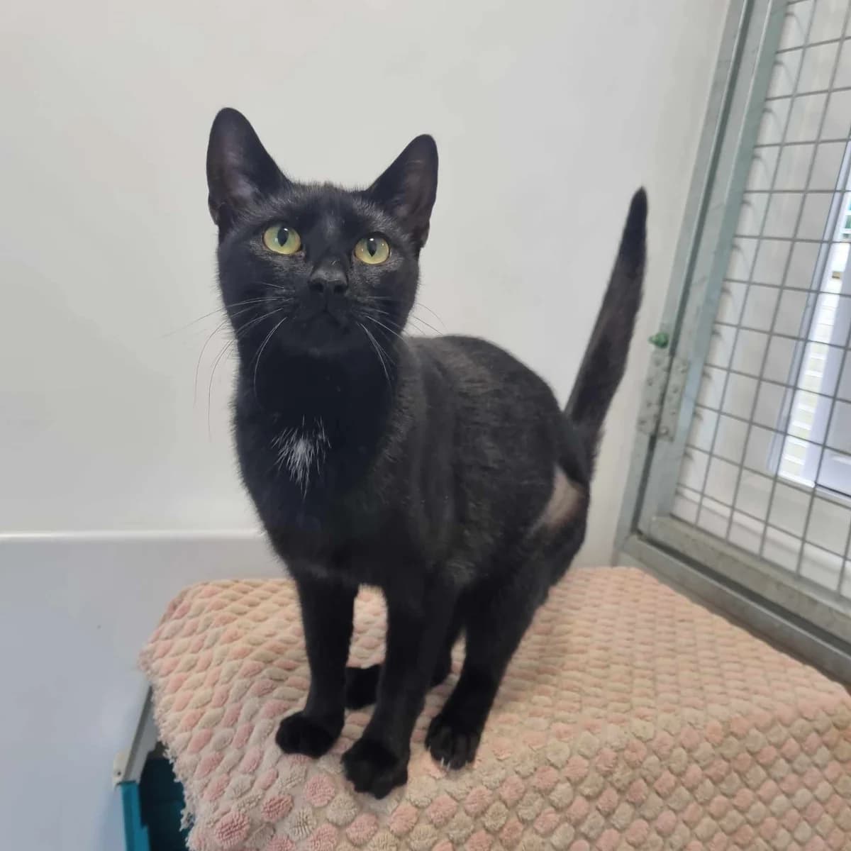 Zena, female Mixed Breed Cat for adoption at Rain Rescue