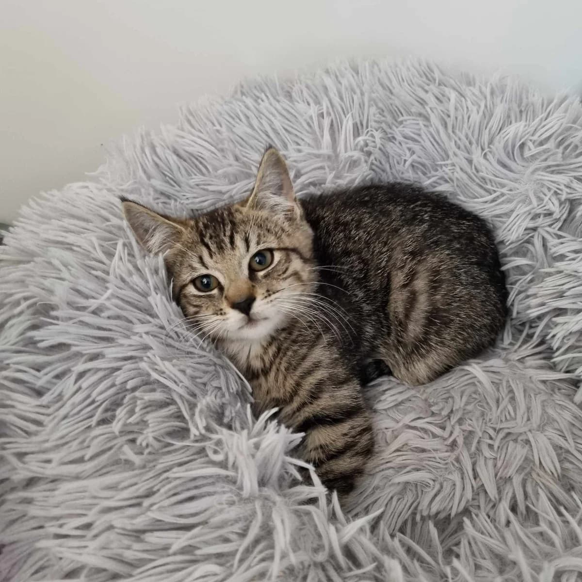 Bramble, male puppy Mixed Breed Cat for adoption at Rain Rescue