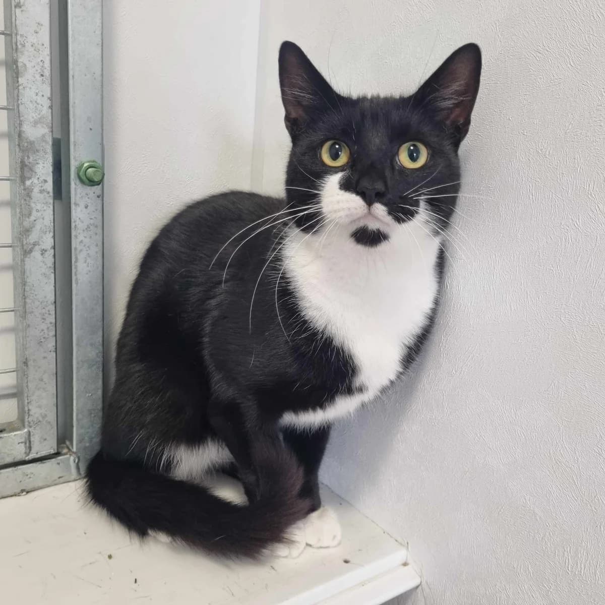 Shadow, male Mixed Breed Cat for adoption at Rain Rescue