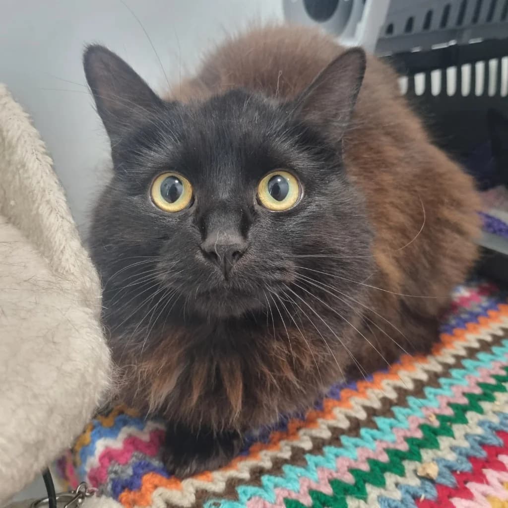 China, female Mixed Breed Cat for adoption at Rain Rescue