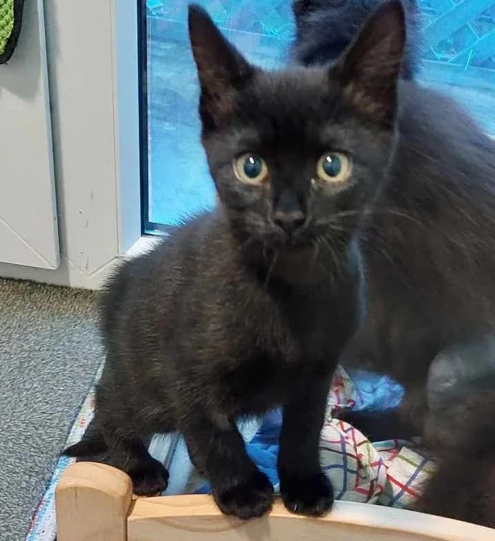 Indie, female Mixed Breed Cat for adoption at Rain Rescue