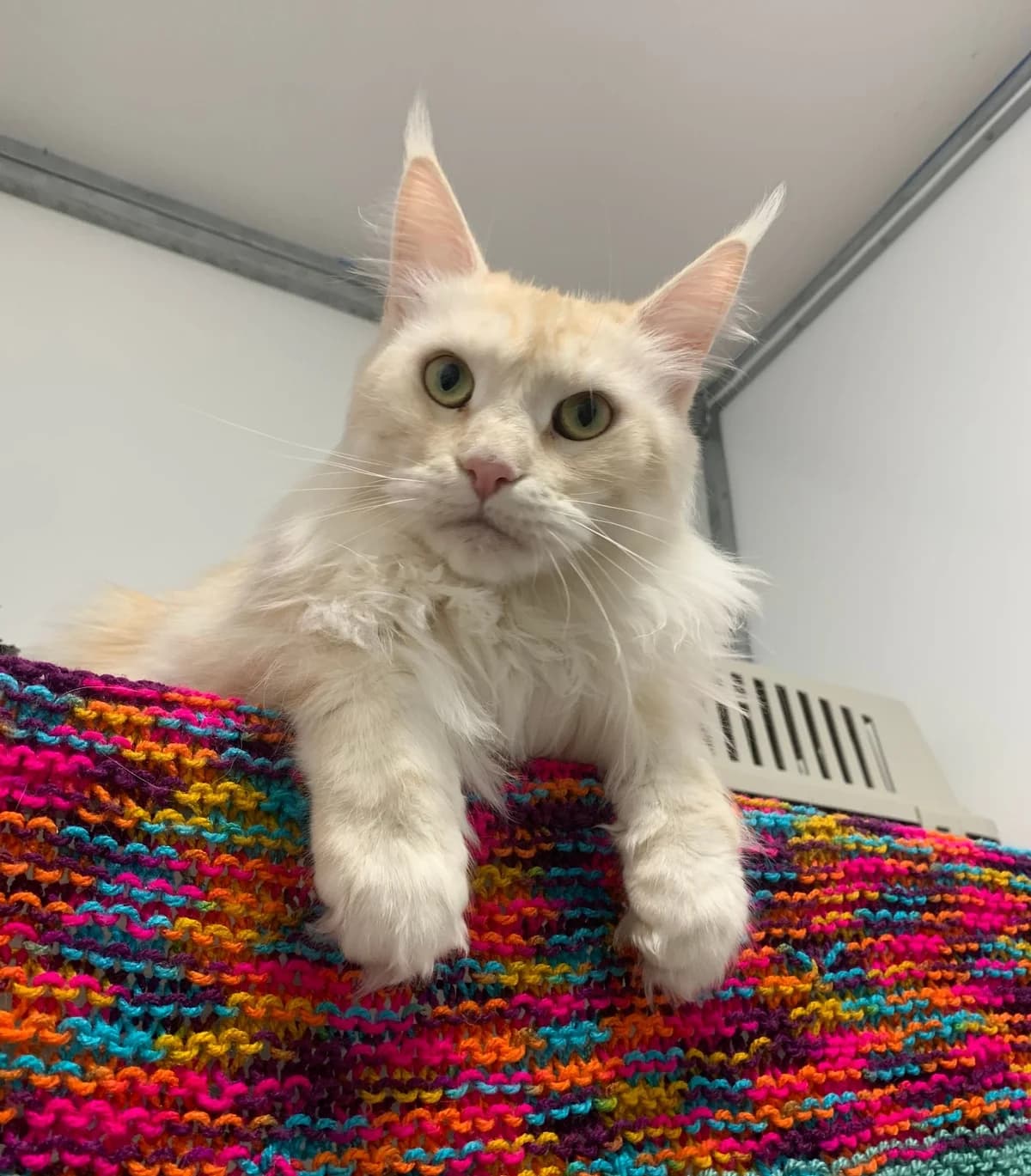 Autumn, female Maine Coon for adoption at Rain Rescue